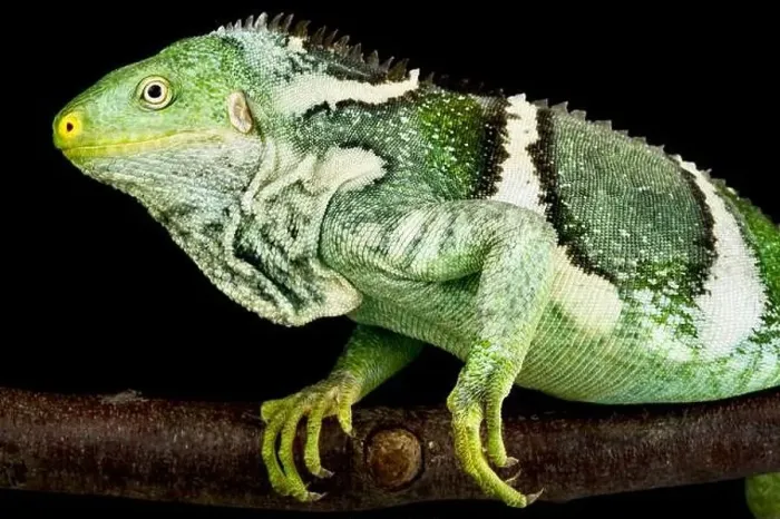 Framed Print : The Fiji Crested Iguana (Brachylophus vitiensis) is a critically endangered lizard species from the Fiji islands Framed Print : The Fiji Crested Iguana (Brachylophus vitiensis) is a critically endangered lizard species from the Fiji islands