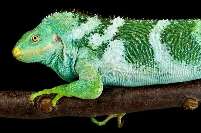 Framed Print : The Fiji Crested Iguana (Brachylophus vitiensis) is a critically endangered lizard species from the Fiji islands Framed Print : The Fiji Crested Iguana (Brachylophus vitiensis) is a critically endangered lizard species from the Fiji islands