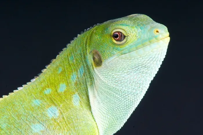 Framed Print : Fiji Iguana / Brachylophus fasciatus Framed Print : Fiji Iguana / Brachylophus fasciatus