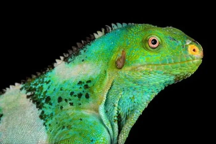 Framed Print : Fijian crested iguana (Brachylophus vitiensis) Framed Print : Fijian crested iguana (Brachylophus vitiensis)