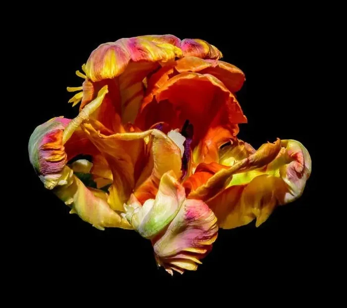 Framed Print : Fine art bright colorful macro flower portrait of a single isolated colorful blooming open parrot tulip with violet Framed Print : Fine art bright colorful macro flower portrait of a single isolated colorful blooming open parrot tulip with violet