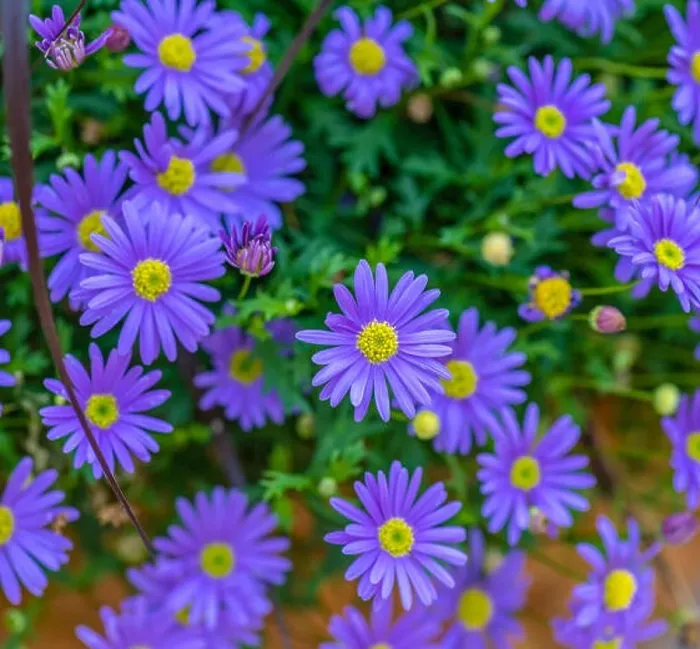Framed Print : Fine art color outdoor floral close up image of a bunch / bouquet of flowering blue yellow erigeron / daisy blossoms Framed Print : Fine art color outdoor floral close up image of a bunch / bouquet of flowering blue yellow erigeron / daisy blossoms
