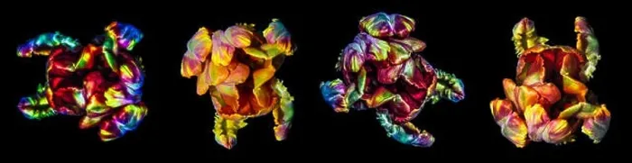 Framed Print : Fine art colorful macro flower portrait fantasy of four isolated parrot tulips Framed Print : Fine art colorful macro flower portrait fantasy of four isolated parrot tulips