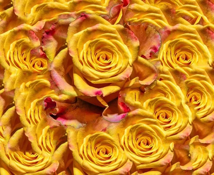 Framed Print : Fine art floral color background rose pattern of an open yellow orange Framed Print : Fine art floral color background rose pattern of an open yellow orange