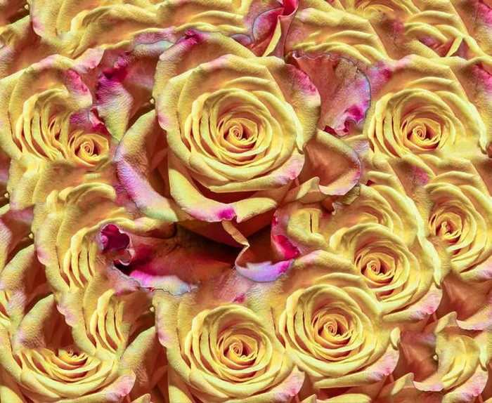 Framed Print : Fine art floral color background rose pattern of an open yellow violet purple pink open bloom in bright colors for Framed Print : Fine art floral color background rose pattern of an open yellow violet purple pink open bloom in bright colors for