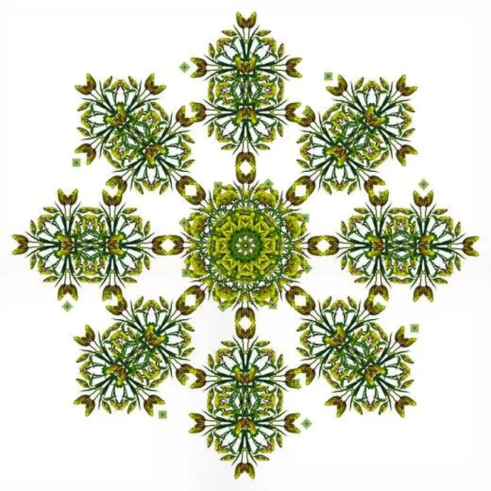 Framed Print : Fine art floral decorative Framed Print : Fine art floral decorative