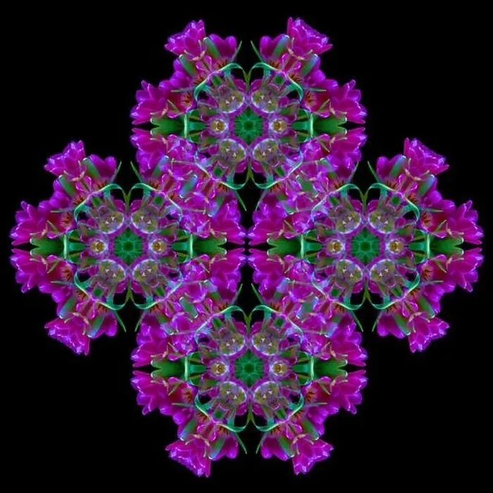 Framed Print : Fine art floral decorative Framed Print : Fine art floral decorative