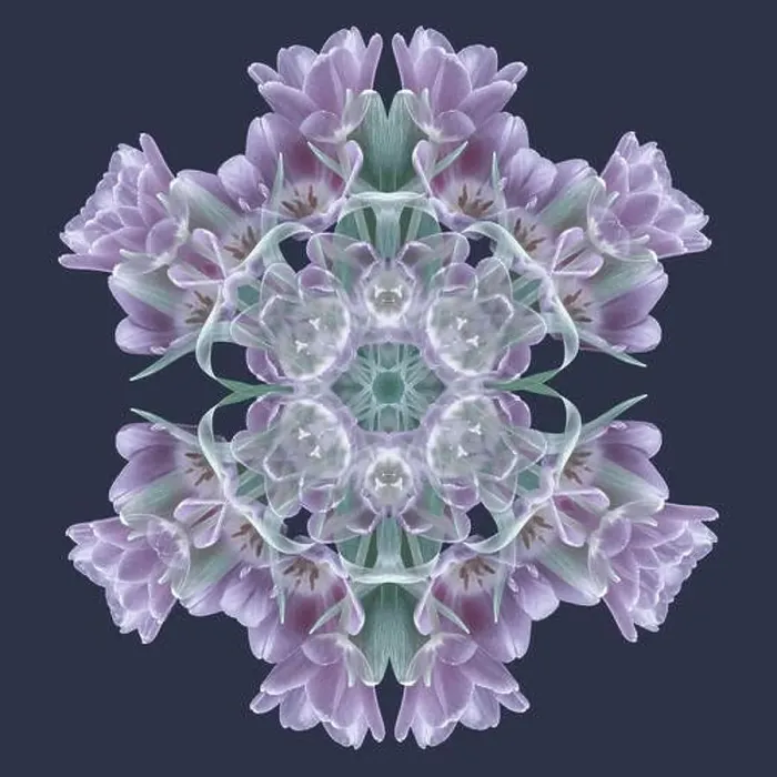 Framed Print : Fine art floral decorative and geometrical color pattern / mandala made from macros of violet green tulips Framed Print : Fine art floral decorative and geometrical color pattern / mandala made from macros of violet green tulips