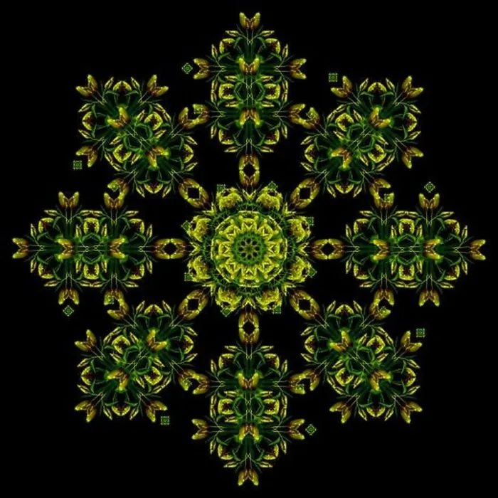 Framed Print : Fine art floral decorative and symmetrical fractal color pattern made from macros of yellow dark green red tulips Framed Print : Fine art floral decorative and symmetrical fractal color pattern made from macros of yellow dark green red tulips