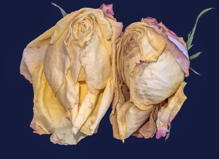 Framed Print : Fine art floral fantasy macro of an isolated old fading yellow pink rose blossom pair on blue background with detailed Framed Print : Fine art floral fantasy macro of an isolated old fading yellow pink rose blossom pair on blue background with detailed