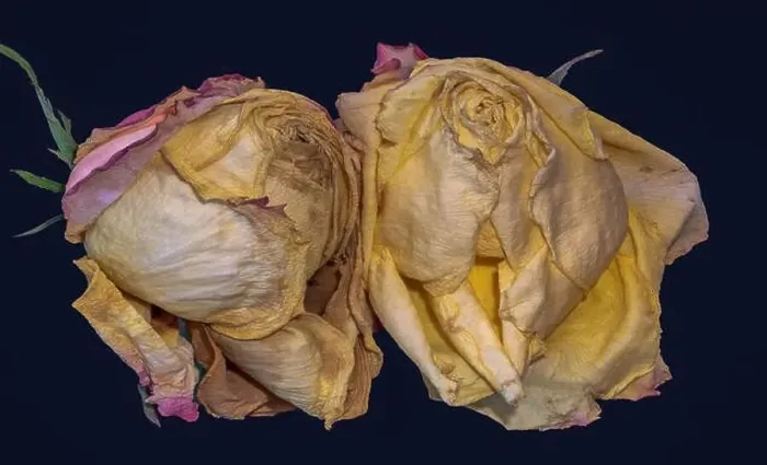 Framed Print : Fine art floral fantasy macro of an isolated old fading yellow pink rose blossom pair on blue background with detailed Framed Print : Fine art floral fantasy macro of an isolated old fading yellow pink rose blossom pair on blue background with detailed