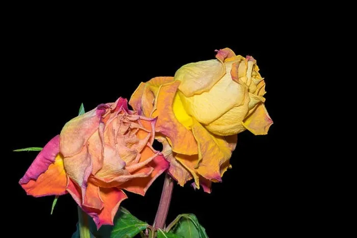 Framed Print : Fine art floral image of an aged yelloow red rose pair