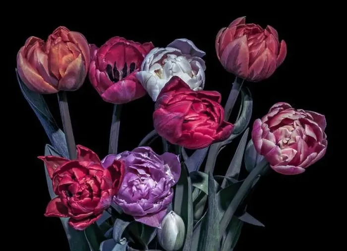 Framed Print : Fine art floral still life dark colorful macro of a tulip blossom bouquet Framed Print : Fine art floral still life dark colorful macro of a tulip blossom bouquet