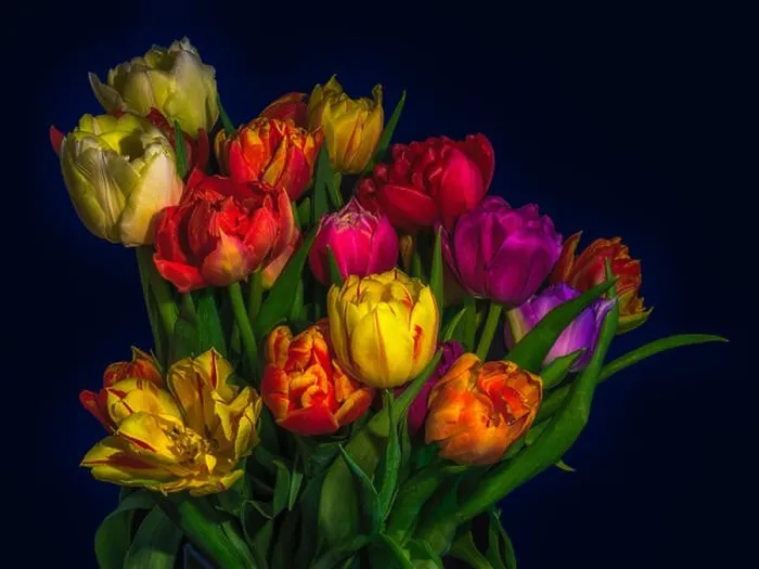 Framed Print : Fine art floral still life flower macro of a flowering tulip blossom bouquet / bunch Framed Print : Fine art floral still life flower macro of a flowering tulip blossom bouquet / bunch