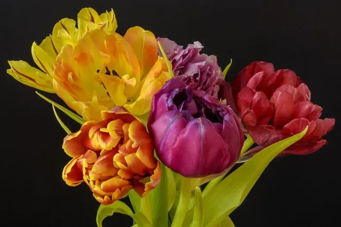 Framed Print : Fine art floral still life flower macro of a flowering tulip blossom bouquet / bunch on black background in vivid natural Framed Print : Fine art floral still life flower macro of a flowering tulip blossom bouquet / bunch on black background in vivid natural