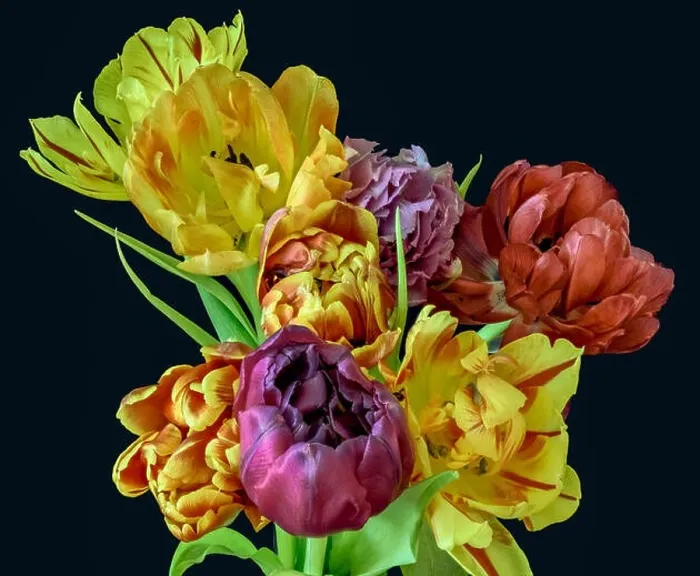Framed Print : Fine art floral still life flower macro of a flowering tulip blossom bouquet / bunch on black background in vivid natural Framed Print : Fine art floral still life flower macro of a flowering tulip blossom bouquet / bunch on black background in vivid natural