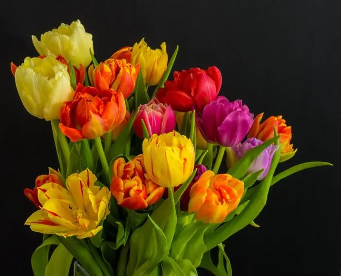 Framed Print : Fine art floral still life flower macro of a flowering tulip blossom bouquet / bunch on black background in vivid natural Framed Print : Fine art floral still life flower macro of a flowering tulip blossom bouquet / bunch on black background in vivid natural