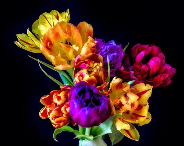 Framed Print : Fine art floral still life flower macro of a flowering tulip blossom bouquet / bunch on black background in vivid natural Framed Print : Fine art floral still life flower macro of a flowering tulip blossom bouquet / bunch on black background in vivid natural