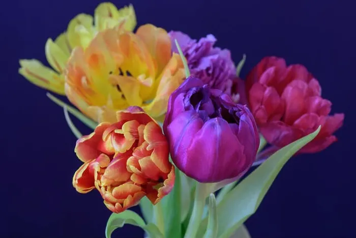Framed Print : Fine art floral still life flower macro of a flowering tulip blossom bouquet / bunch on blue Framed Print : Fine art floral still life flower macro of a flowering tulip blossom bouquet / bunch on blue