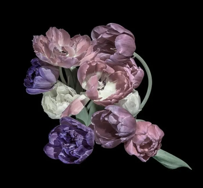 Framed Print : Fine art floral still life pastel colored flower macro of a flowering tulip blossom bouquet / bunch on black background Framed Print : Fine art floral still life pastel colored flower macro of a flowering tulip blossom bouquet / bunch on black background