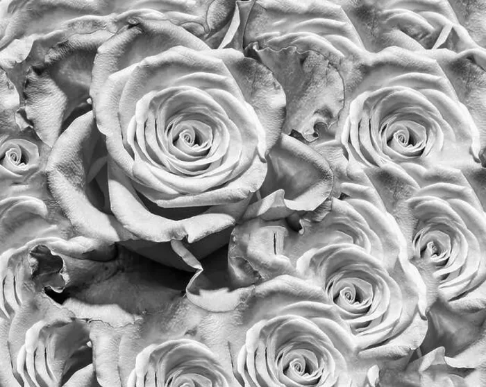 Framed Print : Fine art floral monochrome background rose pattern of an open bloom Framed Print : Fine art floral monochrome background rose pattern of an open bloom