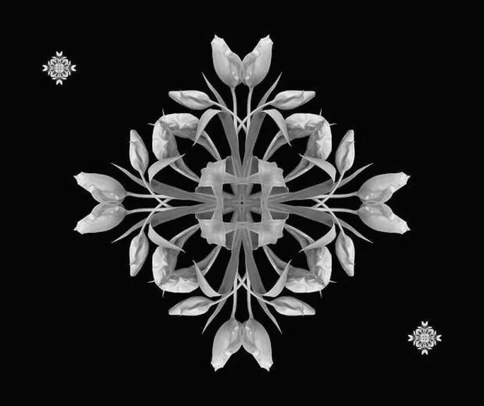 Framed Print : Fine art floral monochrome decorative Framed Print : Fine art floral monochrome decorative