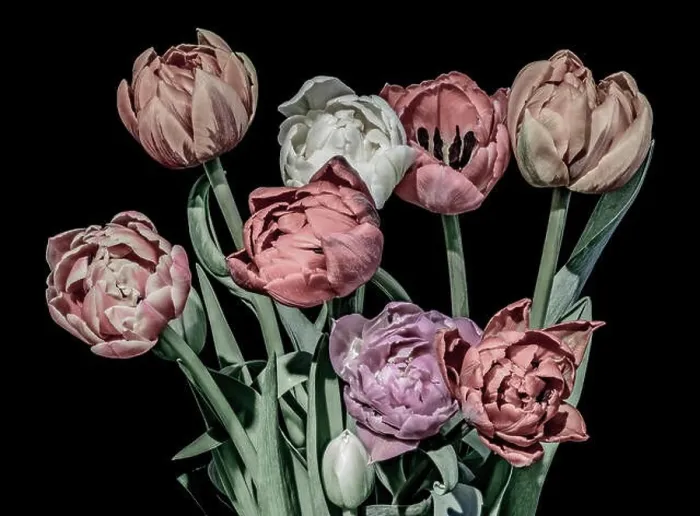 Framed Print : Fine art floral till life pastel color flower macro of a blooming tulip blossom bouquet on black background in vintage Framed Print : Fine art floral till life pastel color flower macro of a blooming tulip blossom bouquet on black background in vintage