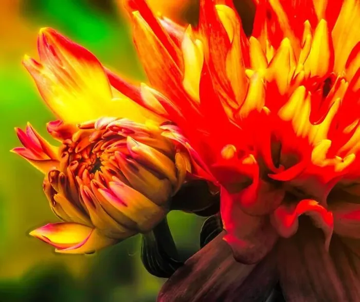 Framed Print : Fine art floral vibrant colored outdoor macro portrait of a single isolated glowing young yellow red flowering dahlia Framed Print : Fine art floral vibrant colored outdoor macro portrait of a single isolated glowing young yellow red flowering dahlia