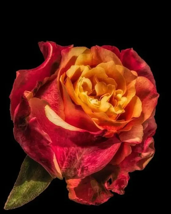 Framed Print : Fine art detail flower macro of an isolated single yellow red rose with a leaf on black background Framed Print : Fine art detail flower macro of an isolated single yellow red rose with a leaf on black background