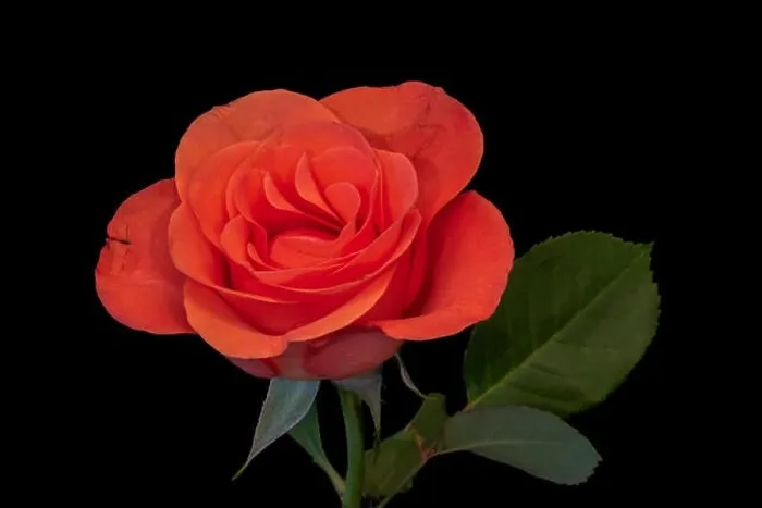 Framed Print : Fine art still life bright color flower macro photo of a single isolated fresh red orange rose blossom with stem Framed Print : Fine art still life bright color flower macro photo of a single isolated fresh red orange rose blossom with stem