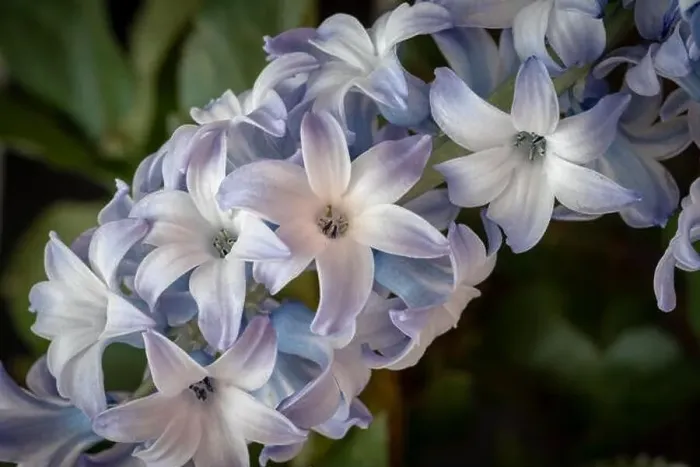 Framed Print : Fine art still life bright color macro of a single isolated stem / umbel of violet blue hyacinth blossoms on blurry Framed Print : Fine art still life bright color macro of a single isolated stem / umbel of violet blue hyacinth blossoms on blurry