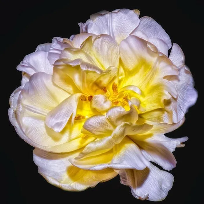 Framed Print : Fine art still life bright color macrro flower portrait of a single isolated yellow white fully wide opened blooming Framed Print : Fine art still life bright color macrro flower portrait of a single isolated yellow white fully wide opened blooming