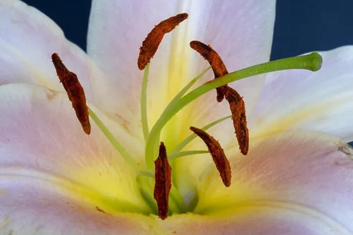 Framed Print : Fine art still life bright colorful floral macro of a the inner of a yellow pink lily blossom with detailed texture Framed Print : Fine art still life bright colorful floral macro of a the inner of a yellow pink lily blossom with detailed texture