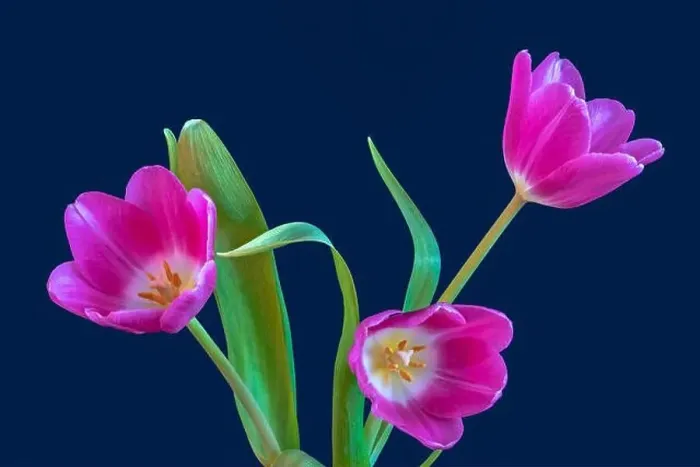 Framed Print : Fine art still life bright colorful macro of a bouquet of three isolated pink open tulip blossom on blue background Framed Print : Fine art still life bright colorful macro of a bouquet of three isolated pink open tulip blossom on blue background