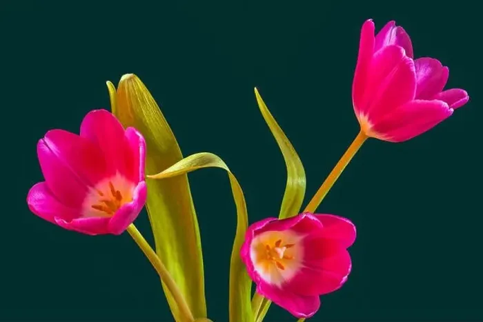 Framed Print : Fine art still life bright colorful macro of a bouquet of three isolated pink open tulip blossom on green background Framed Print : Fine art still life bright colorful macro of a bouquet of three isolated pink open tulip blossom on green background