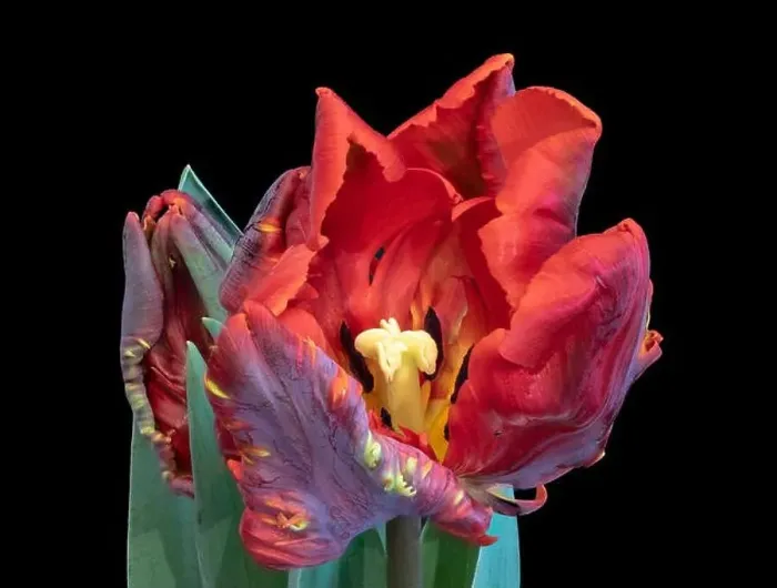 Framed Print : Fine art still life bright colorful macro fantasy of a single isolated parrot tulip blossom in surrealistic / fantastic Framed Print : Fine art still life bright colorful macro fantasy of a single isolated parrot tulip blossom in surrealistic / fantastic