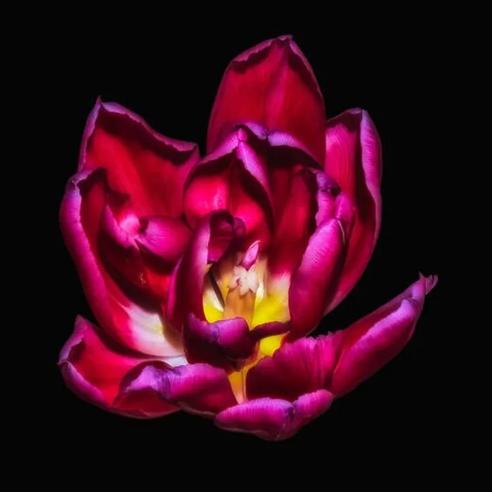 Framed Print : Fine art still life bright colorful macro flower portrait of a single isolated purple glowing blooming tulip blossom