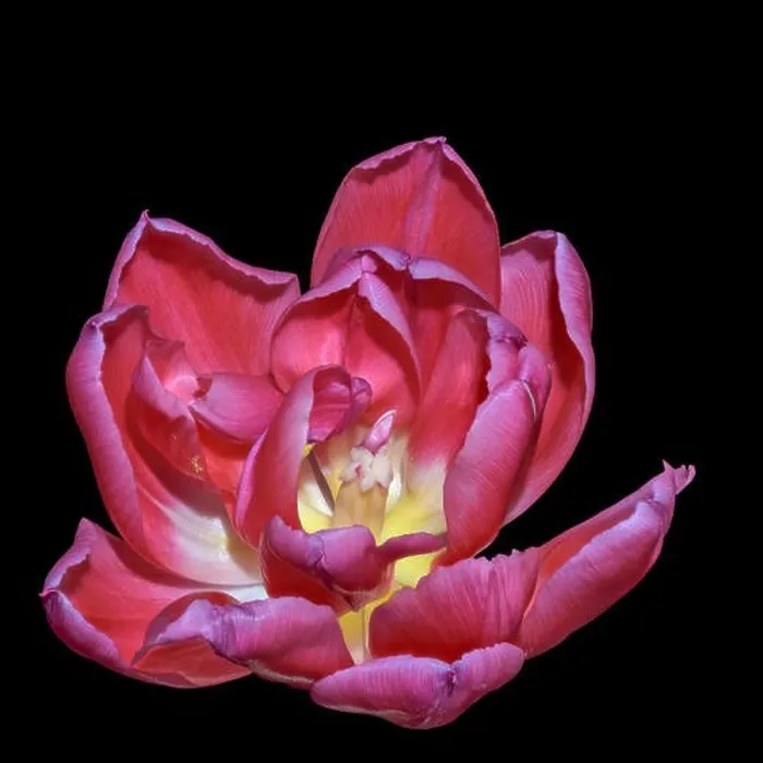 Framed Print : Fine art still life bright colorful macro flower portrait of a single isolated red fully wide opened blooming tulip Framed Print : Fine art still life bright colorful macro flower portrait of a single isolated red fully wide opened blooming tulip