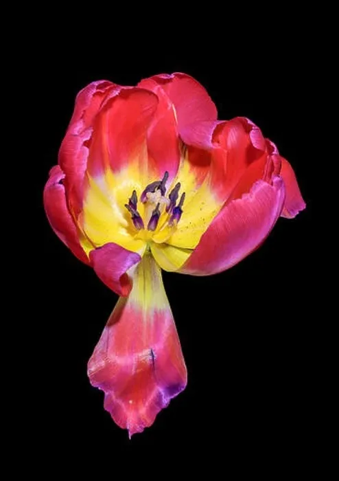 Framed Print : Fine art still life bright colorful macro flower portrait of a single isolated yellow red fully wide opened blooming Framed Print : Fine art still life bright colorful macro flower portrait of a single isolated yellow red fully wide opened blooming