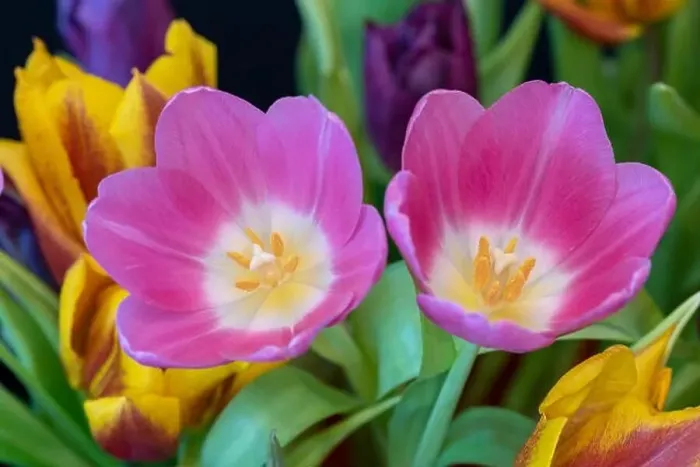 Framed Print : Fine art still life bright colorful macro of a pair of pink tulip blossom in a bouquet on back background with detailed Framed Print : Fine art still life bright colorful macro of a pair of pink tulip blossom in a bouquet on back background with detailed