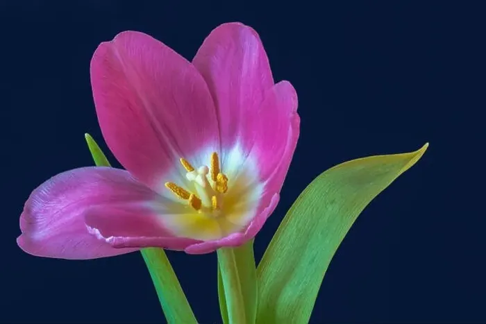 Framed Print : Fine art still life bright colorful macro of a single isolated pink open tulip blossom on blue background with detailed Framed Print : Fine art still life bright colorful macro of a single isolated pink open tulip blossom on blue background with detailed