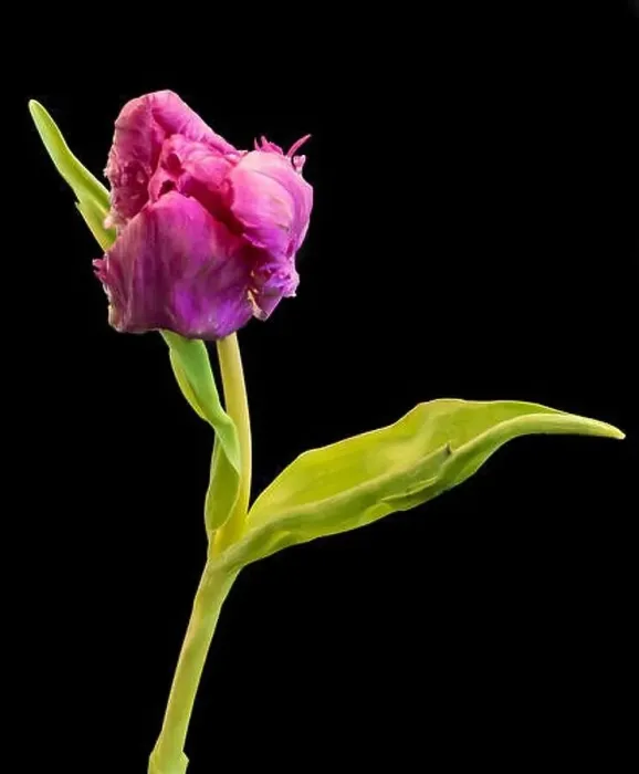 Framed Print : Fine art still life bright colorful macro of a single isolated pink parrot tulip blossom on black background with