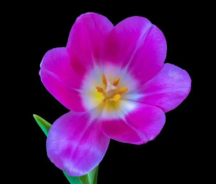Framed Print : Fine art still life bright colorful macro of a single isolated pink violet glossy open tulip blossom on black Framed Print : Fine art still life bright colorful macro of a single isolated pink violet glossy open tulip blossom on black