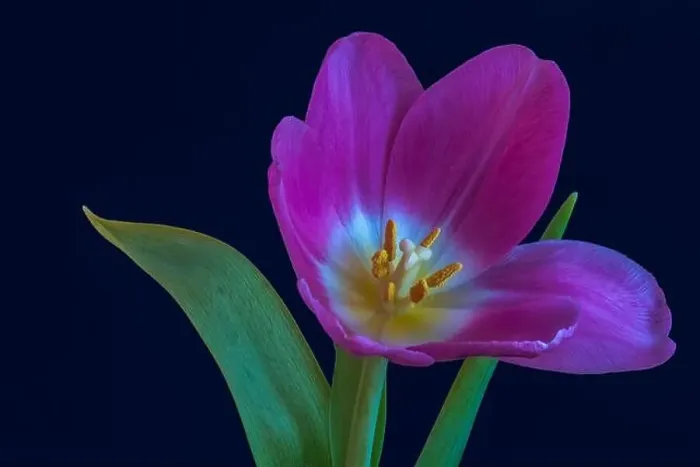 Framed Print : Fine art still life bright colorful macro of a single isolated pink violet open tulip blossom on dark blue background