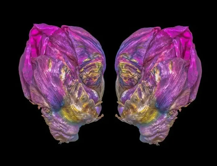 Framed Print : Fine art still life bright colorful macro of two tulip blossoms resembling heads of aliens talking seriously in Framed Print : Fine art still life bright colorful macro of two tulip blossoms resembling heads of aliens talking seriously in