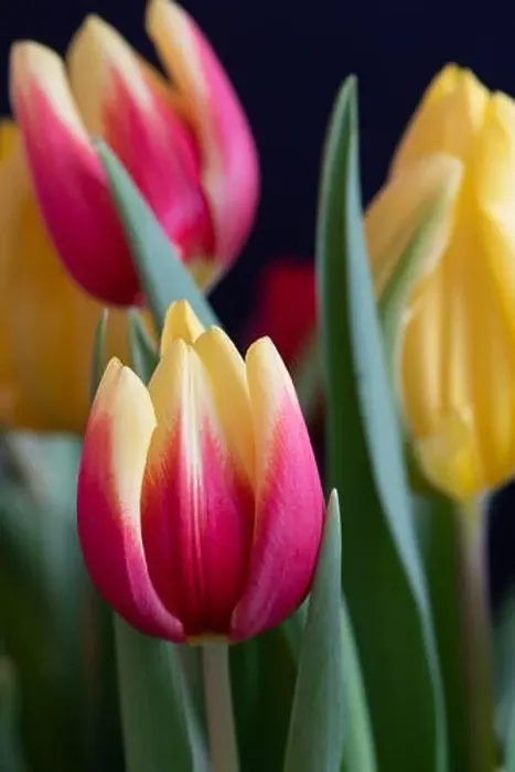 Framed Print : Fine art still life bright colorful macro of a yellow red closed tulip blossom on natural background with detailed Framed Print : Fine art still life bright colorful macro of a yellow red closed tulip blossom on natural background with detailed