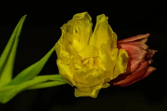 Framed Print : Fine art still life bright colorful macrro flower image of a pair of isolated red yellow blooming tulip blossoms Framed Print : Fine art still life bright colorful macrro flower image of a pair of isolated red yellow blooming tulip blossoms