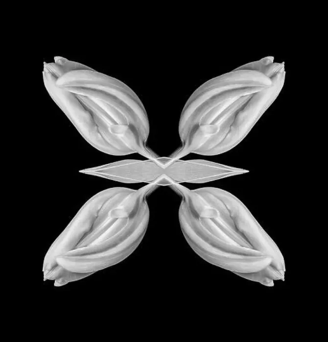 Framed Print : Fine art still life bright monochrom collage made with a macro of an isolated closed tulip on black background with Framed Print : Fine art still life bright monochrom collage made with a macro of an isolated closed tulip on black background with