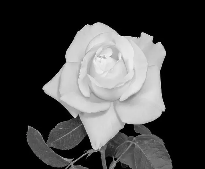 Framed Print : Fine art still life bright monochrome flower macro of a fresh white rose blossom with stem Framed Print : Fine art still life bright monochrome flower macro of a fresh white rose blossom with stem