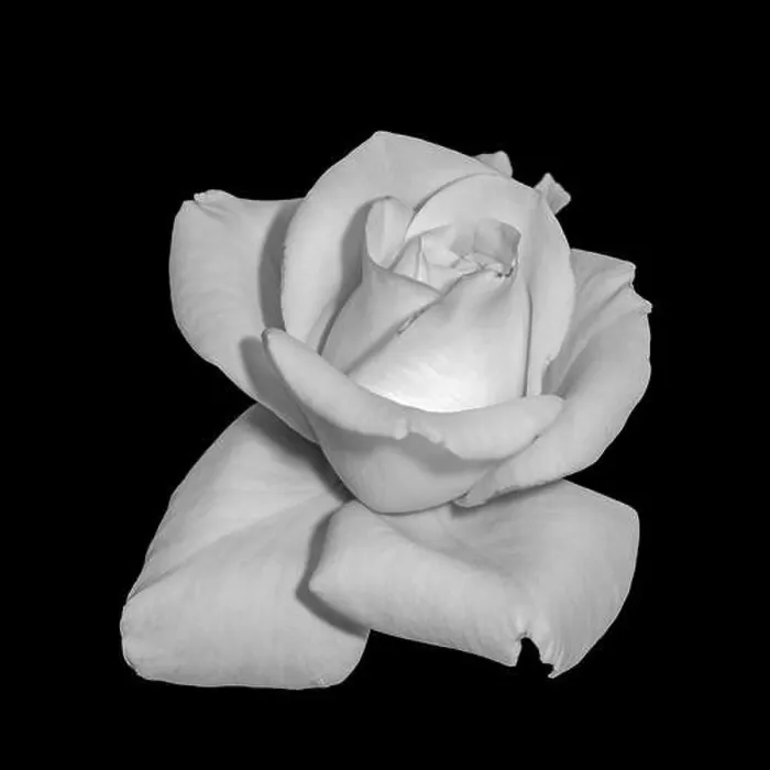 Framed Print : Fine art still life bright monochrome flower macro photo of a single isolated fresh white rose blossom on black Framed Print : Fine art still life bright monochrome flower macro photo of a single isolated fresh white rose blossom on black